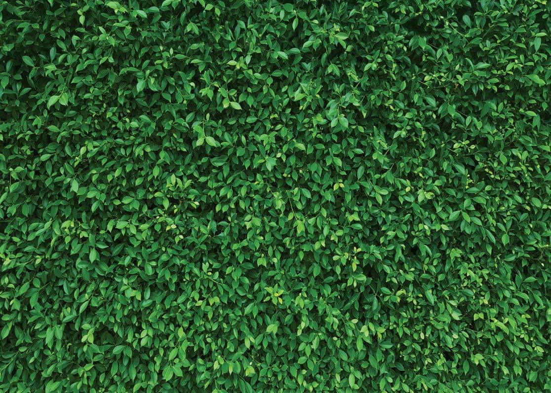 7x5FT Green Leaves Photography Backdrops Nature Backdrop Birthday Background - Decotree.co Online Shop